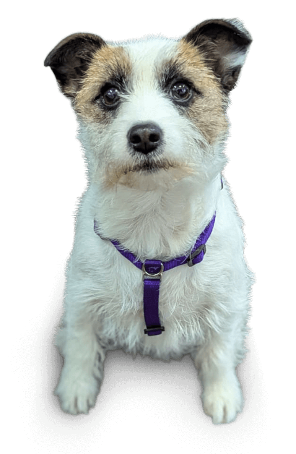Purple Polypropylene Miniature Dog Harness